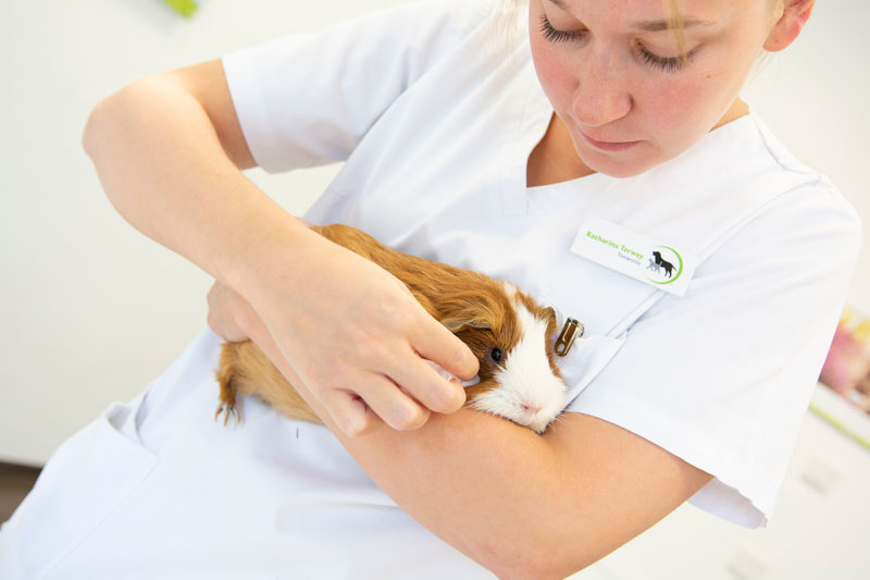 Allgemeinmedizin_Kleintierpraxis_Schürfeld